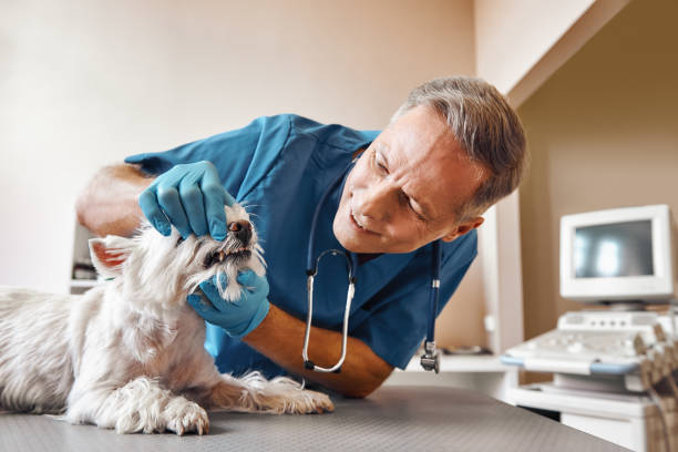 Best Emergency Dental Extractions in Linganore, MD
